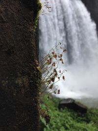 Close-up of tree against sky