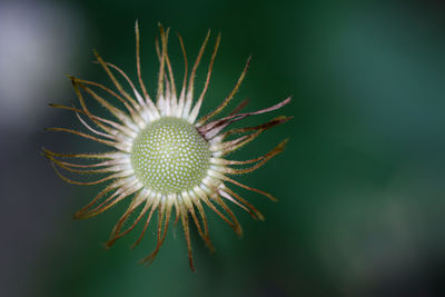 Close-up of blue flower