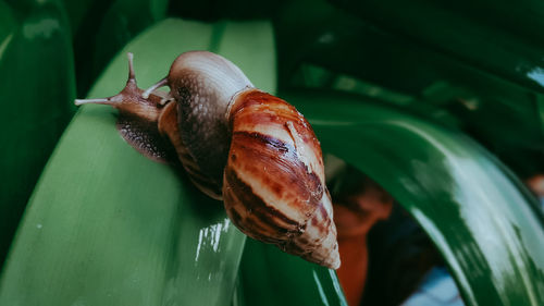 Close-up of snail