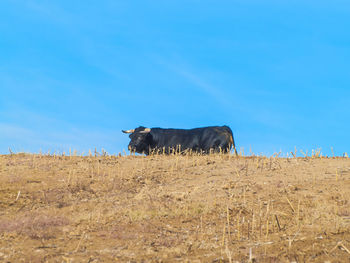 Cows on field against blue sky
