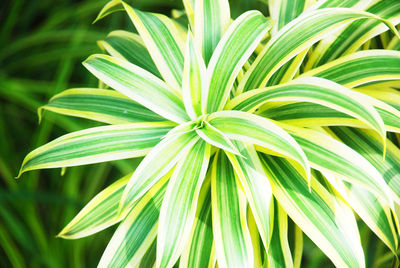 Full frame shot of plant