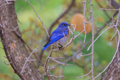 Low angle view of bird perching on tree