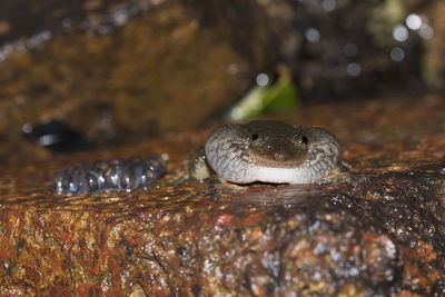 Close-up of turtle in water