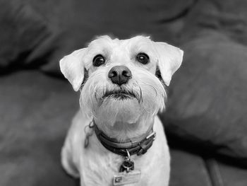 High angle portrait of dog