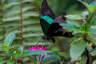 Close-up of butterfly pollinating on flower