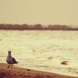 Seagull perching on beach