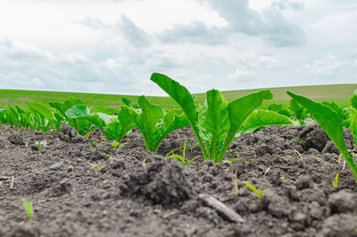 soil