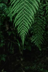 Close-up of fern leaves