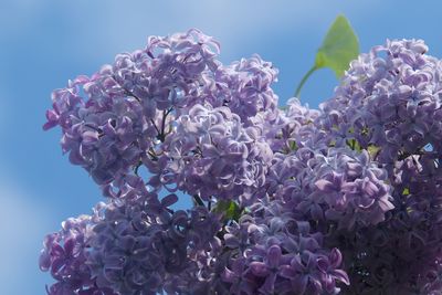 lilac