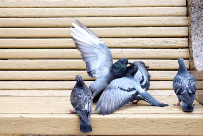 Close-up of birds