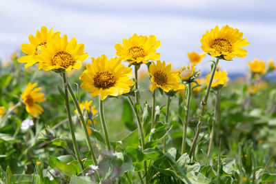 Close-up of yellow flowering plants on field