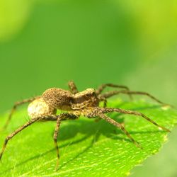 Close-up of spider on leaf