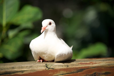 Close-up of white dove sitting on wooden railing