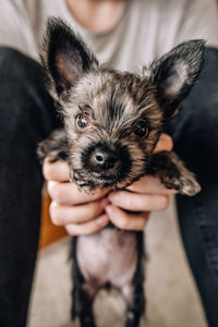 Close-up portrait of hand with cat
