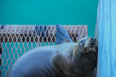 Close-up of sea lion on metal