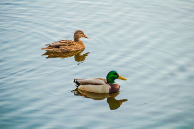 High angle view of duck swimming on lake