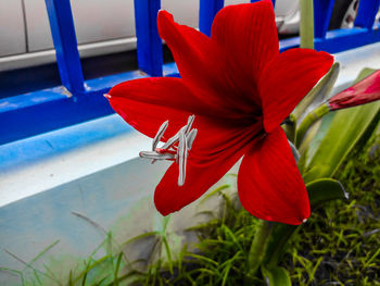 Close-up of red flowering plant