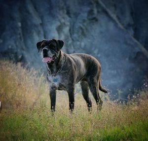 View of dog running on field