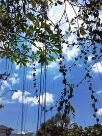 Low angle view of trees against sky