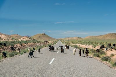 Goats walking on road against blue sky