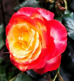 Close-up of red rose