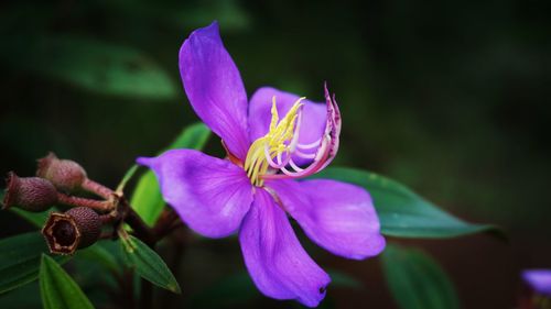 Close-up of purple flowering plant