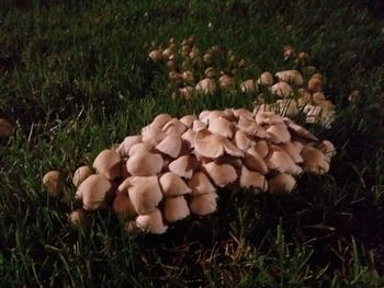 Close-up of mushrooms growing on field