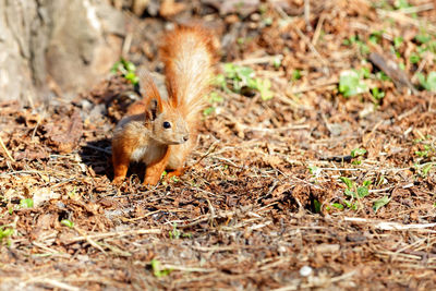 A cautious orange squirrel against the background of a brown forest litter of withered fallen leaves