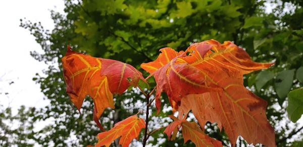 Close-up of orange flowering plant
