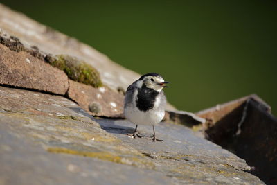 Close-up of bird perching on wall