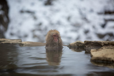 Monkey swimming in lake