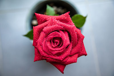 Close-up of red rose