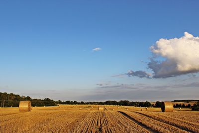 Scenic view of field against clear sky