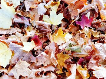 Full frame shot of dried autumn leaves