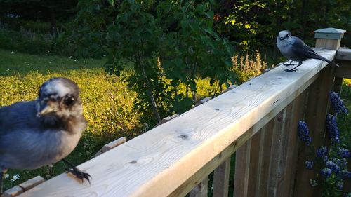 Bird perching on wood