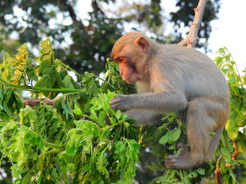 Monkey sitting on tree