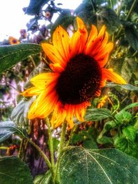 Close-up of sunflower on plant