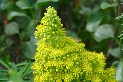 Close-up of flowering plant