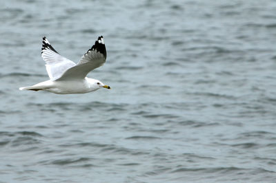 Seagulls flying over sea