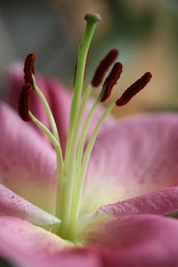 Close-up of pink flowering plant