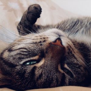 Close-up of a cat lying down