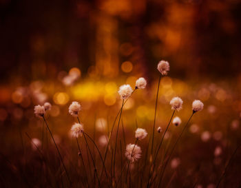 A beautiful cotton-grass heads in the warm sunset light. white fluffy cotton-grass flowers.