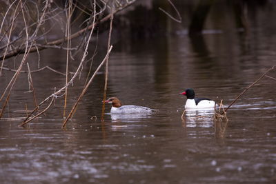 Ducks swimming in lake