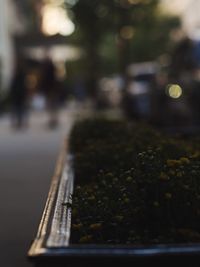 Close-up of blurred background