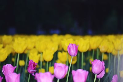 Close-up of pink tulips on field