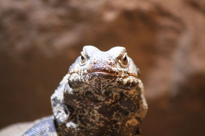 Lizard face