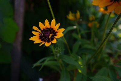 Close-up of yellow flower blooming outdoors