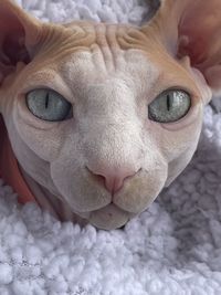 Hairless cat 