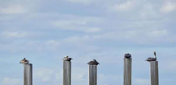 Low angle view of seagulls perching on wooden post against sky