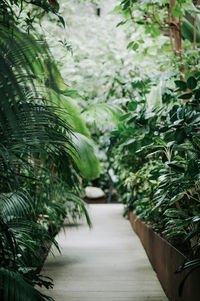 Close-up of plants in garden